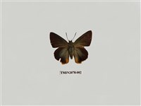 藏品(綠弄蝶)的圖片